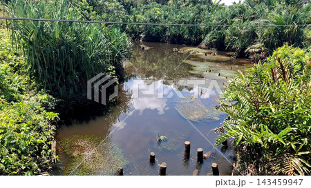 Tranquil Tropical River Reflection Surrounded By Dense Foliage Tranquil Tropical River Reflection Surrounded By Dense Foliage 143459947