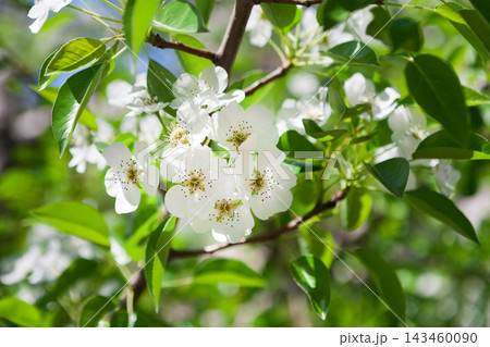 White flowers grow on green branches in a garden. The scene shows new blooms against a bright blue sky. Leaves around the flowers are fresh and vibrant. It is springtime. 143460090