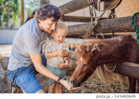 Toddler discovers pony feeding with help from his father. Hands on learning and animal education. Toddler discovers pony feeding with help from his father. Hands on learning and animal education. 143460649