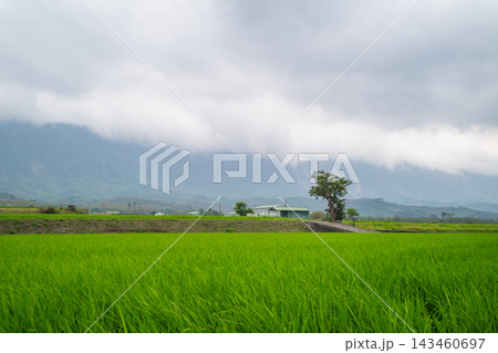 Green rice fields and misty mountains in Chishang, Taiwan 143460697