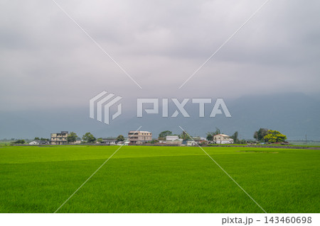 Green rice fields and village in Chishang, Taiwan 143460698