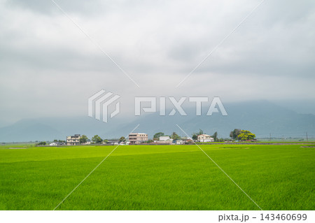 Green rice field and village in Chishang, Taiwan Green rice field and village in Chishang, Taiwan 143460699