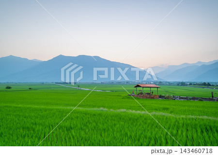Green rice fields and mountains in Chishang, Taiwan 143460718