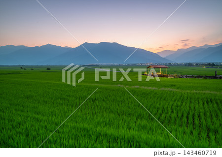 Green rice fields and mountains in Chishang, Taiwan Green rice fields and mountains in Chishang, Taiwan 143460719