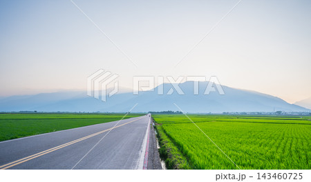Straight road through green rice fields in Chishang, Taiwan 143460725