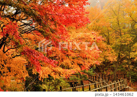 秋を彩る鮮やかな紅葉と森の木道 143461062