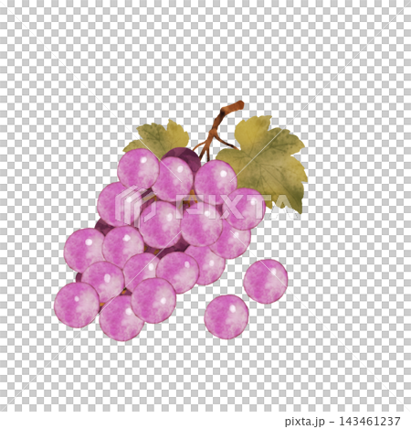 Color illustration of grapes Color illustration of grapes 143461237