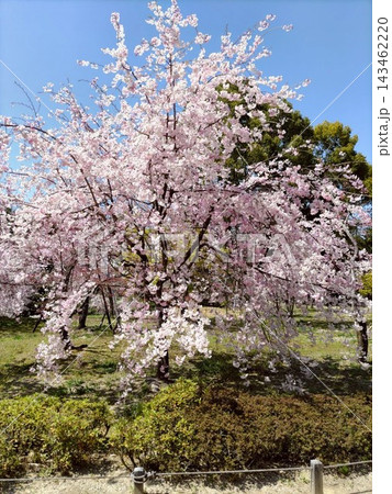 春の京都 143462220