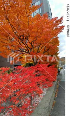 鮮やかに映える紅葉 143462643