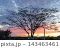 夕焼け空に浮かぶ大きな木のシルエットと美しいグラデーション 143463461