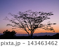 夕焼け空に浮かぶ大きな木のシルエットと美しいグラデーション 143463462