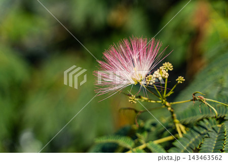 Fluffy pink Albizia julibrissin flowers best known as a mimosa tree Fluffy pink Albizia julibrissin flowers best known as a mimosa tree 143463562