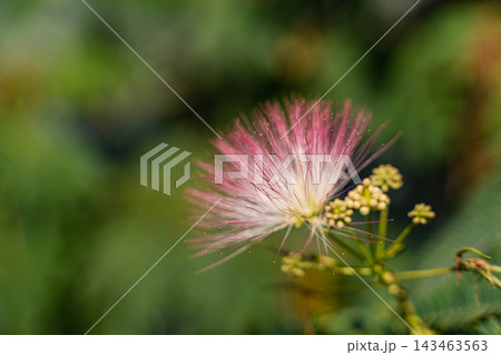 Fluffy pink Albizia julibrissin flowers best known as a mimosa tree Fluffy pink Albizia julibrissin flowers best known as a mimosa tree 143463563