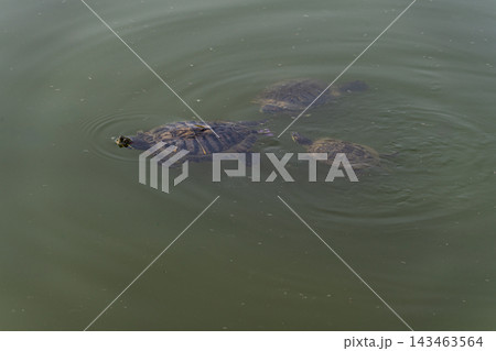 Cute turtle in the lake 143463564