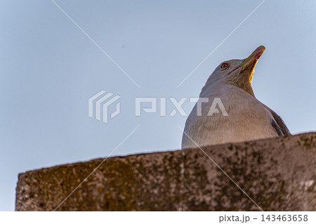 Cute seagull bird and Roman Forum ruins 143463658