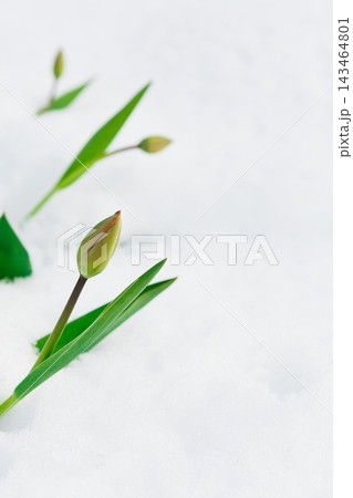 New tulip buds push through snow in a garden during early spring. The green leaves and flower heads are visible, showing signs of growth despite the winter conditions. New tulip buds push through snow in a garden during early spring. The green leaves and flower heads are visible, showing signs of growth despite the winter conditions. 143464801