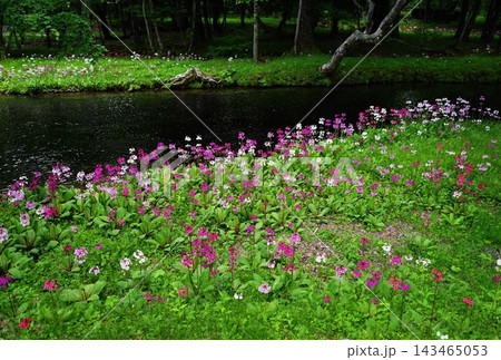 水辺に咲く、群生するクリンソウ はがきサイズ・6月中禅寺湖千手ヶ浜41クリンソウ群生地 水辺に咲く、群生するクリンソウ はがきサイズ・6月中禅寺湖千手ヶ浜41クリンソウ群生地 143465053