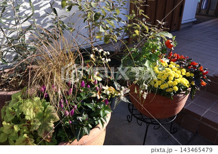 秋の花の寄せ植え＆寄せ鉢 143465479