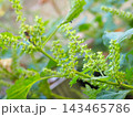 茂るしその実 143465786