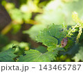 しその葉にとまったカメムシ 143465787
