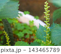 まっすぐ伸びたしその実 143465789