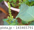 家庭菜園のしその実 143465791