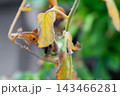 Close-up of yellowing and drying tomato leaves on a vine with a blurred background 143466281
