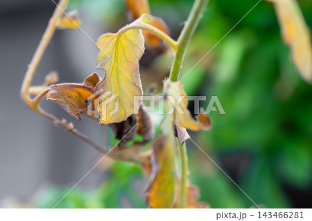 Close-up of yellowing and drying tomato leaves on a vine with a blurred background Close-up of yellowing and drying tomato leaves on a vine with a blurred background 143466281
