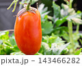 A ripe red Roma tomato hanging on a vine in a garden with green leaves in the background 143466282