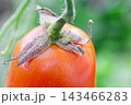 Macro close-up of the stem and sepal of a ripe red tomato with fine hairs and a green background. 143466283