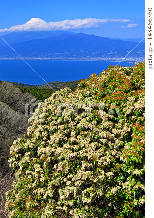 静岡県伊豆市 だるま山高原レストハウスより 春咲くアセビの花と富士山 静岡県伊豆市 だるま山高原レストハウスより 春咲くアセビの花と富士山 143466360