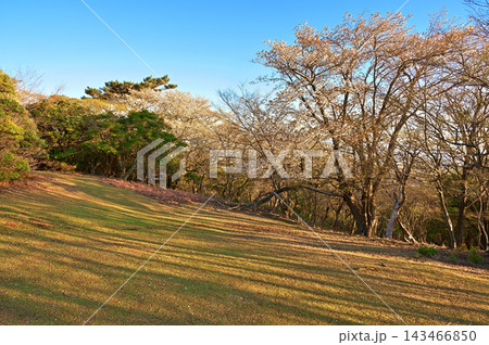 伊豆半島の伊豆山稜線歩道　だるま山高原に咲くヤマザクラ 143466850