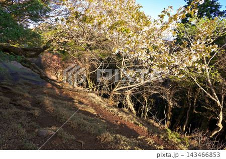 伊豆半島の伊豆山稜線歩道 だるま山高原に咲くオオシマザクラ 伊豆半島の伊豆山稜線歩道 だるま山高原に咲くオオシマザクラ 143466853