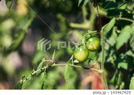 Close-up of fresh green unripe tomatoes growing on the vine in a garden in Romania 143467429