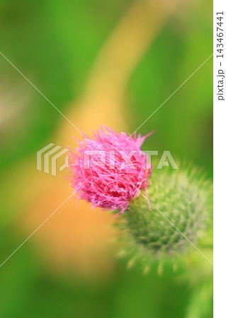 花のイメージ写真 花のイメージ写真 143467441