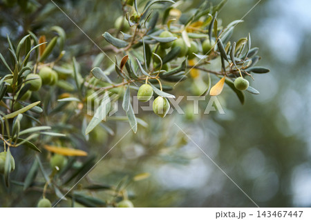 Close-up of fresh green olives hanging on a tree branch in Greece Close-up of fresh green olives hanging on a tree branch in Greece 143467447