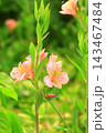 花のイメージ写真 143467484