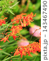 花のイメージ写真 143467490