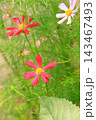 花のイメージ写真 143467493