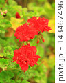花のイメージ写真 143467496
