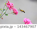 ムシトリナデシコの蜜を吸うオオスカシバ　  143467907