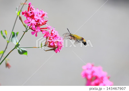 ムシトリナデシコの蜜を吸うオオスカシバ ムシトリナデシコの蜜を吸うオオスカシバ 143467907