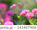 ムシトリナデシコの蜜を吸うオオスカシバ　  143467908