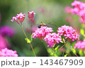ムシトリナデシコの蜜を吸うオオスカシバ　  143467909