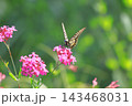 花の蜜を吸うナミアゲハ 143468031
