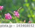 花の蜜を吸うナミアゲハ 143468032