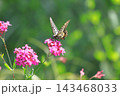花の蜜を吸うナミアゲハ 143468033