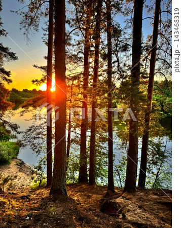Sunset Glows Through Pines Beside a Forest Lake 143468319