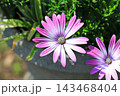 ピンクと白のオステオスペルマム　 143468404