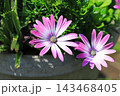 ピンクと白のオステオスペルマム　 143468405